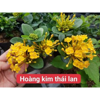 Cây 🌲 Trang Thái (Phụng Hoàng kim)