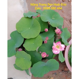 Sen hồng duyên, tình yêu bất tận