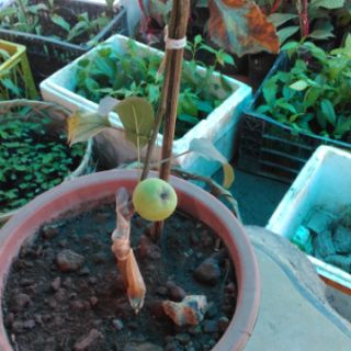 Cây táo đỏ giống cây nhập khẩu