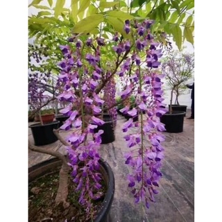 5 hạt giống hoa tử đằng