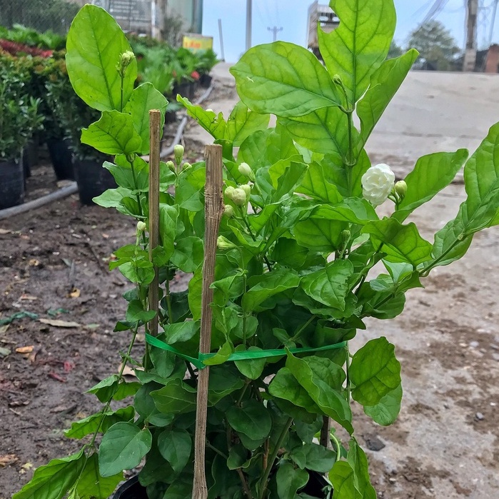 Cây hoa nhài ta - cây lài ta cao 25cm, cây hoa nở quanh năm, cây hoa cảnh trang trí sân vườn, ban công decor quán cafe