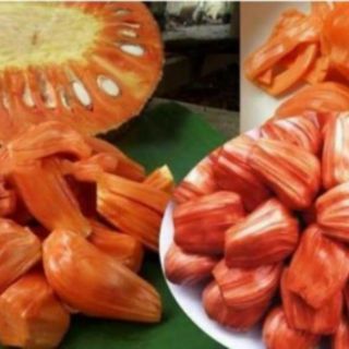 Cây giống mít ruột đỏ sơ đỏ
