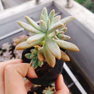 🔥 SALE + FREE SHIP 🔥 Sen đá pha lê