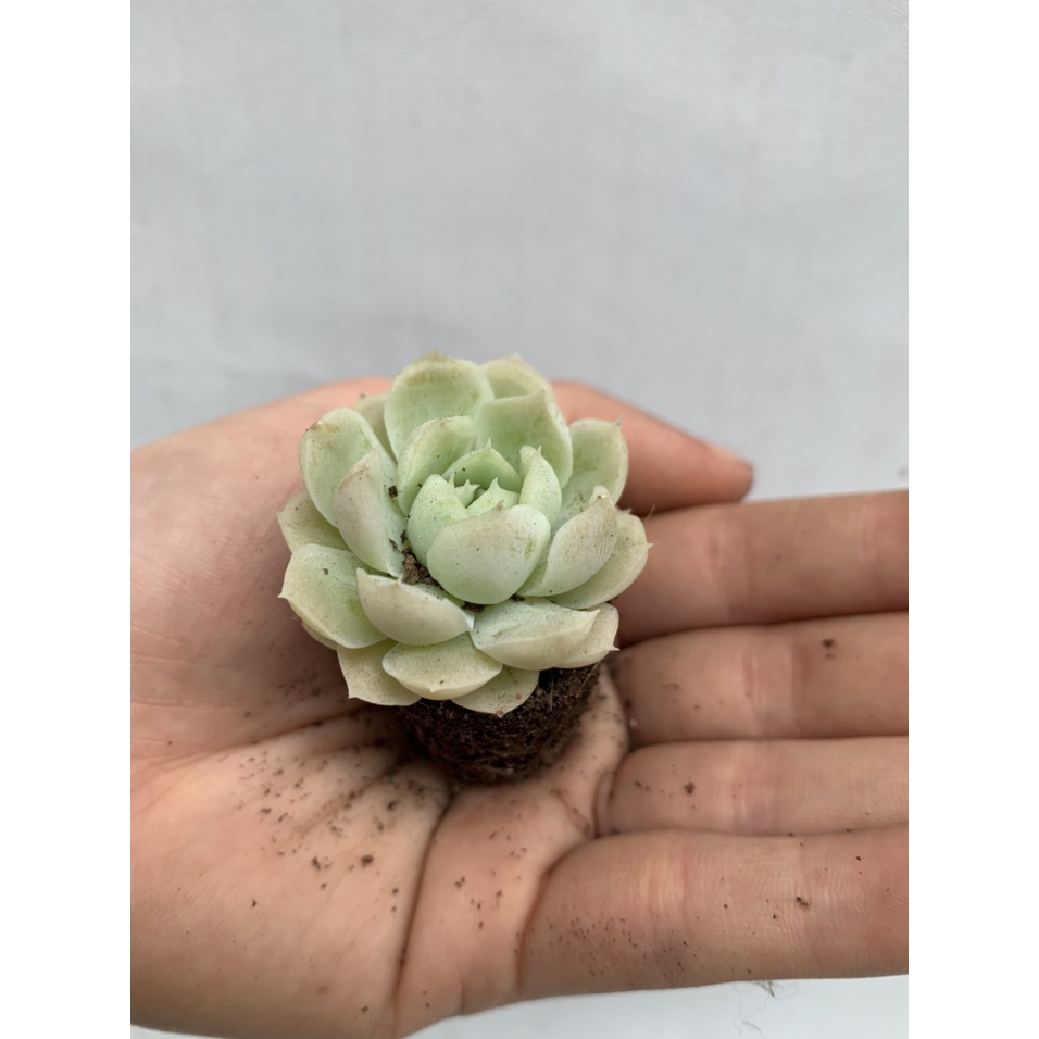 Combo 3 cây hoặc 1 cây sen đá sống khỏe dáng đẹp đa dạng mẫu mã