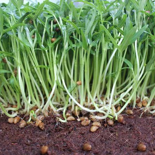 Hạt giống Rau Mầm Rau Muống