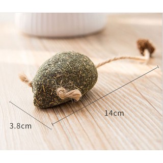 Catnip - Cỏ bạc hà