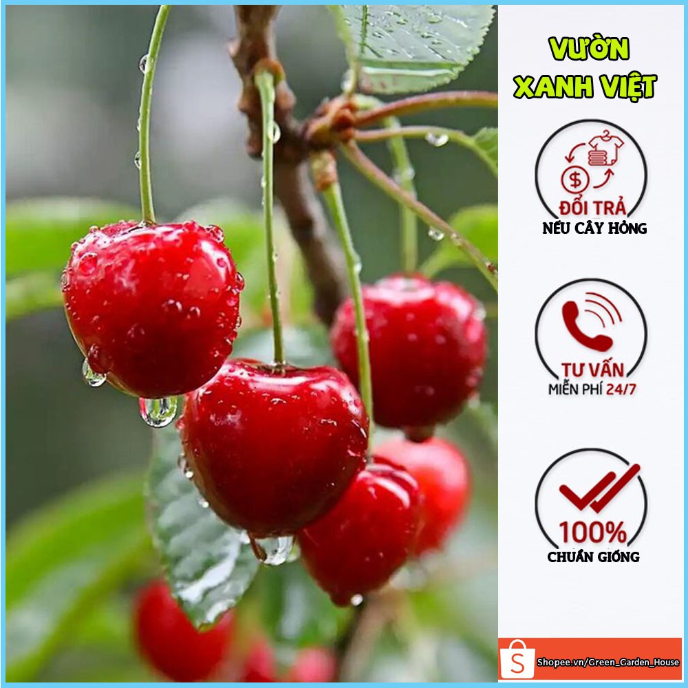 Cây cherry Brazil nhiệt đới, anh đào Brazil cây con giống F1 khỏe mạnh dễ trồng nhanh cho quả - Vườn Xanh Việt