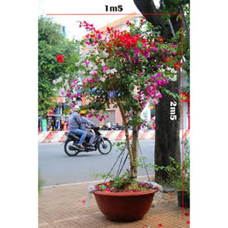 5 Cây hoa giấy ngũ sắc