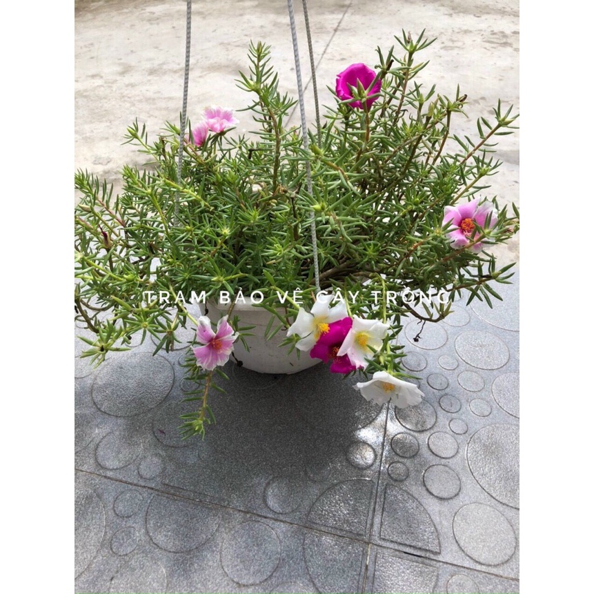 Hoa Mười Giờ MỸ chậu treo 3 màu, nhiều nụ hoa vườn nhà trồng Siêu Rẻ