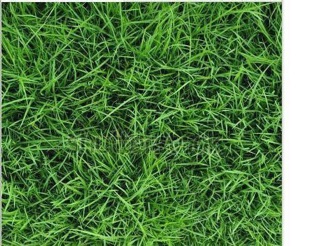 Thảm vải chụp ảnh