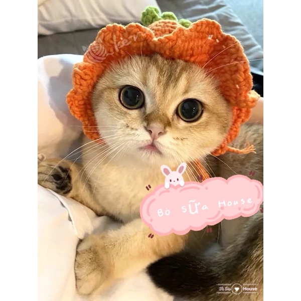 Nón cà rốt len handmade cho mèo , cún xiu xinh đâyyyy