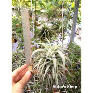 Cây Không khí Capitata gắn gỗ