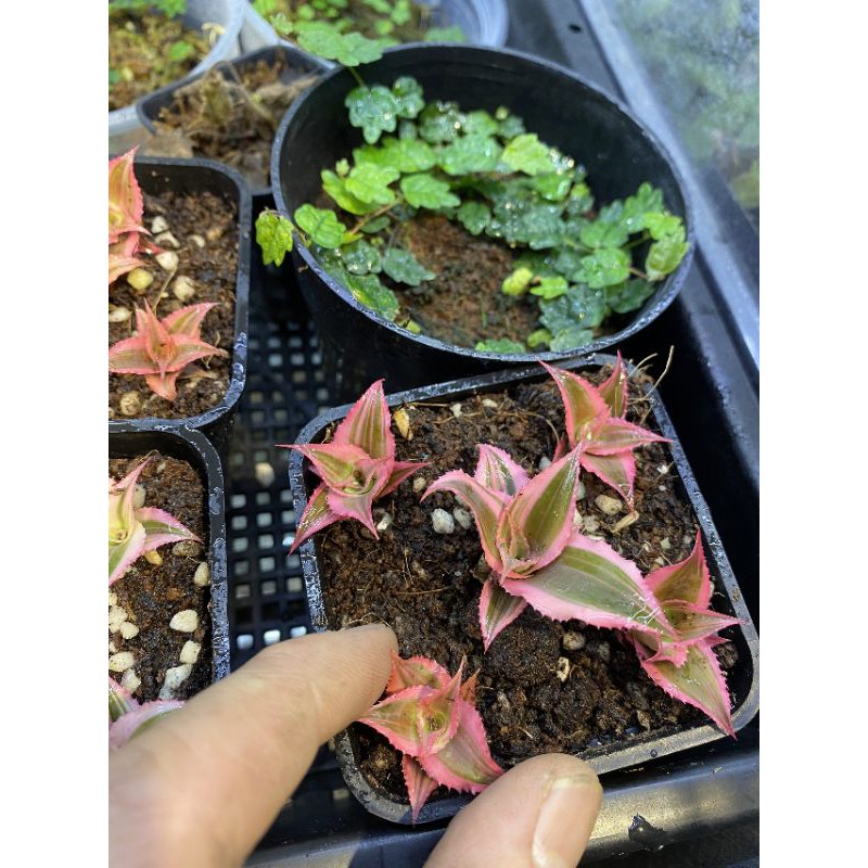 Dứa mini, dứa phụng hồng, dứa màu, dứa nam mỹ set terrarium bán cạn