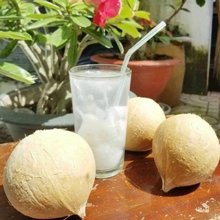 Dừa trọc Bến Tre