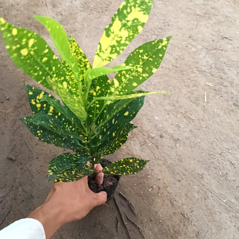 Cây cô tòng - Cây vàng chanh cao 18-20cm