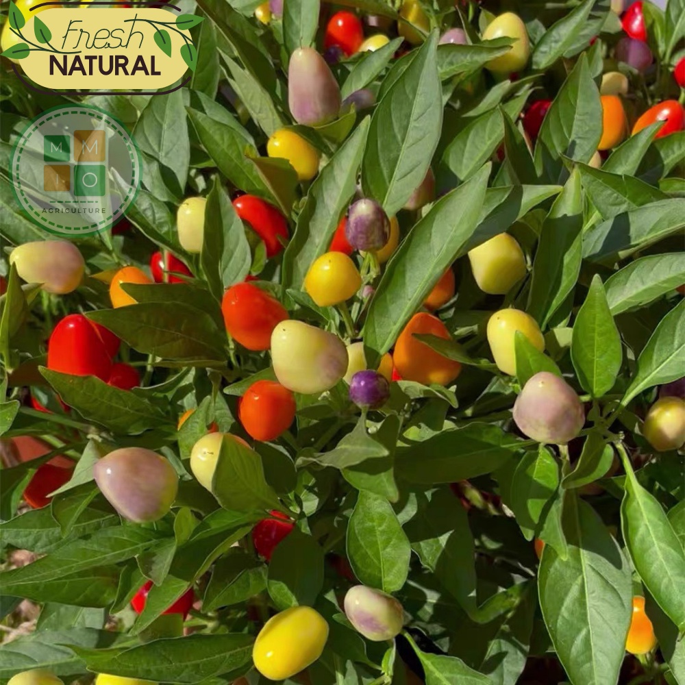 Hạt giống ớt tiêu ngũ sắc siêu quả