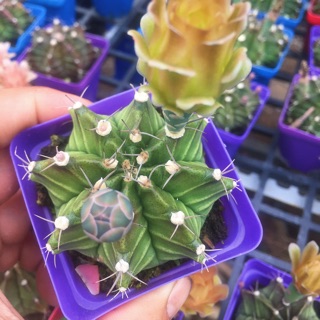 Xương Rồng Gymno ( xanh )