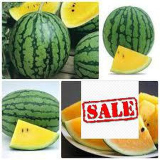 Gói 10 hạt dưa hấu ruột vàng sale