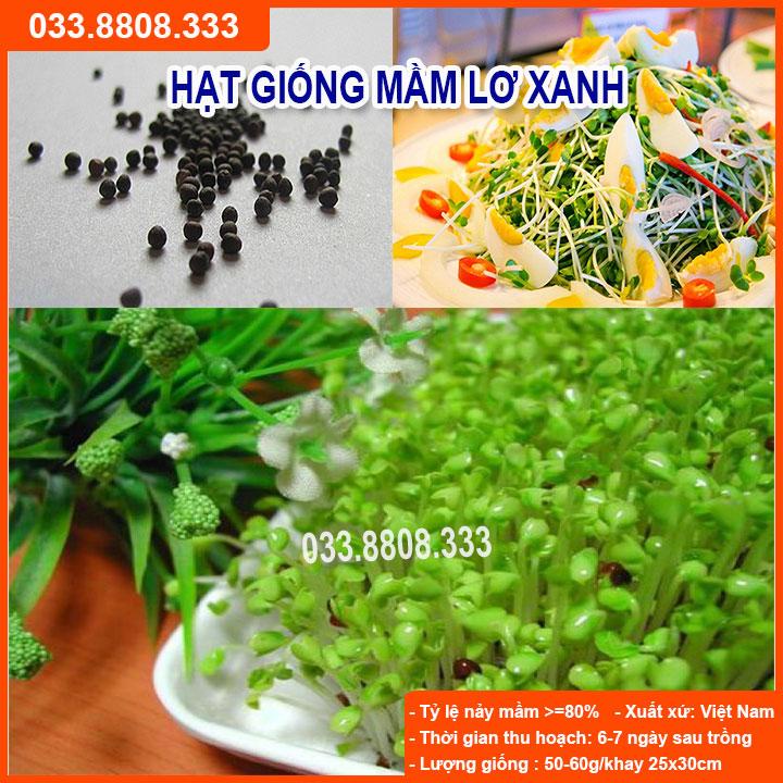 HẠT GIỐNG RAU MẦM LƠ XANH  GIỐNG CHUẨN, CHẤT LƯỢNG CAO