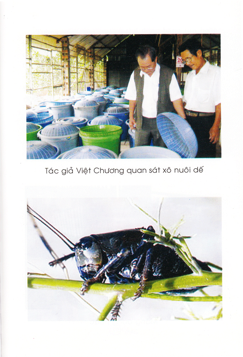 Sách Phương Pháp Nuôi Dế