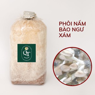 Combo phôi nấm bào ngư xám & nắp đậy.