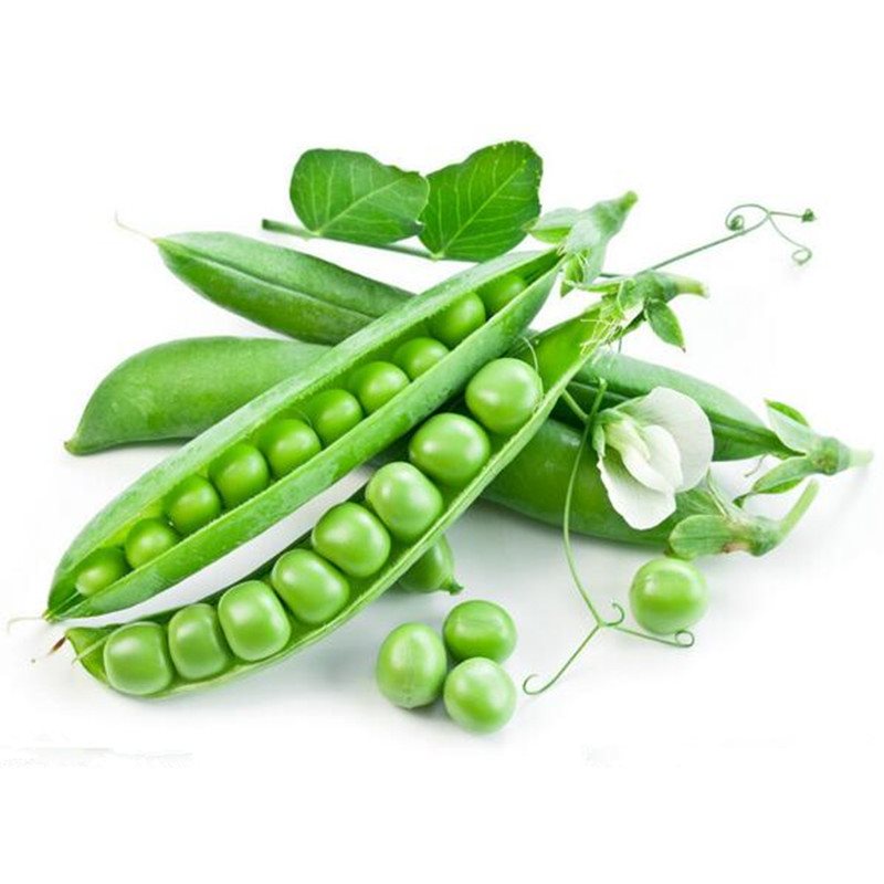 Hạt Giống Đậu Hà Lan Xanh THU HẠT - SL: 10 GRAM
