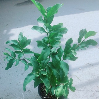 Cây ổi kiểng