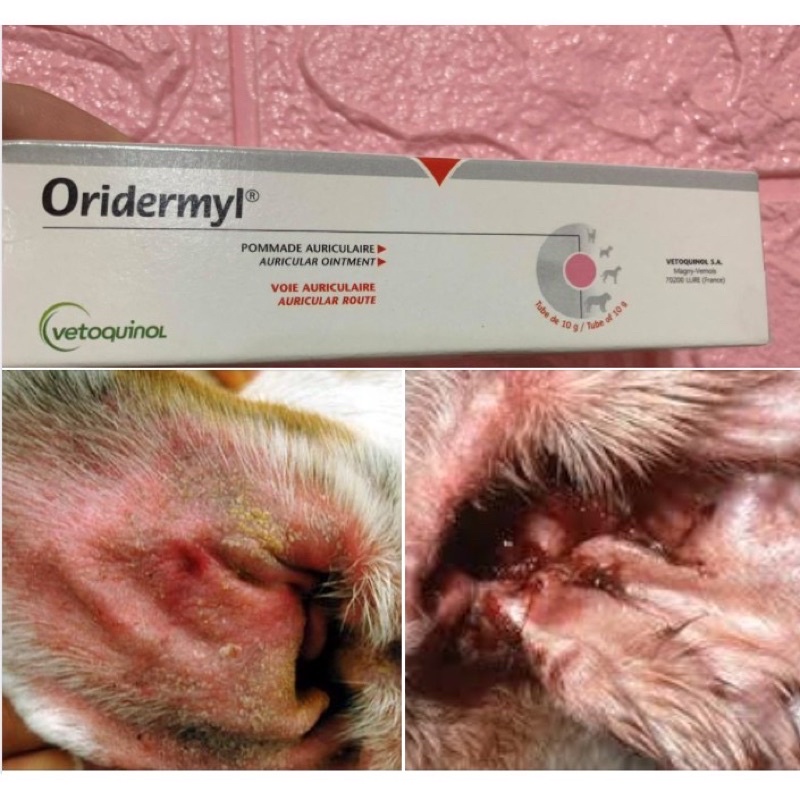 Dòng thuốc nhỏ trị viêm tai, rận giận tai cho chó mèo Virbac Dexoryl , Oridemyl , Kojima , Davis Earmed