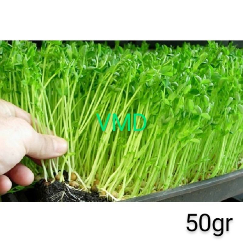 Hạt giống Mầm Đậu Hà Lan