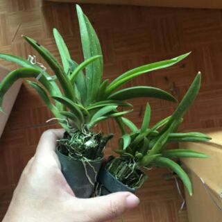 Vũ nữ bút chì