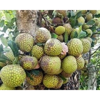 Cây giống mít mơ f1 (cây đã ghép 18 tháng cho trái)