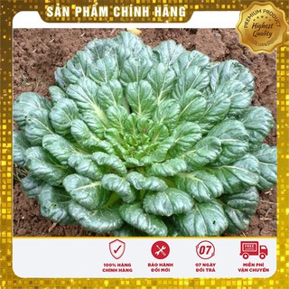 Bộ gói hạt giống Cải Hoa Hồng