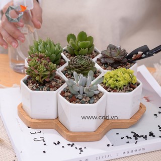 [Chậu xi măng cao cấp Cori] Chậu lục giác mini - The Hexagon