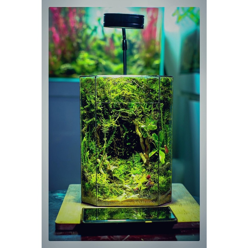 Đất kết dính, đất làm tường rêu, đất kết dính tạo tường rêu, làm tường rêu terrarium, bán cạn