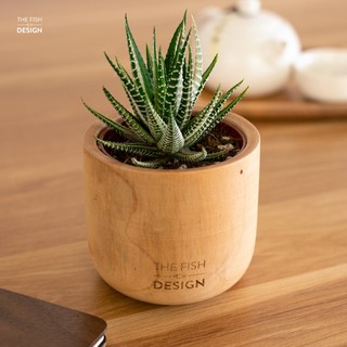 Cây Xương Móng Rồng đặt bàn làm việc | THE FISH DESIGN SIZE S