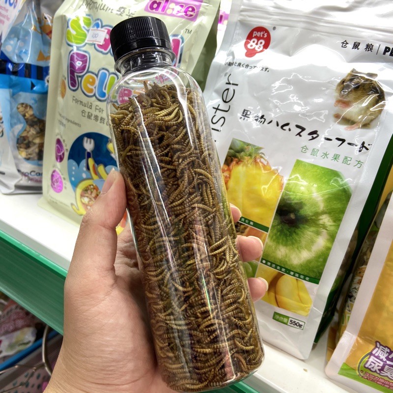 Sâu rang bơ cho Hamster/ Nhím/ Sóc