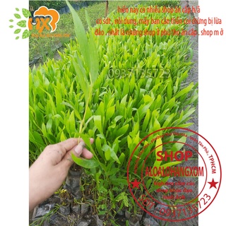 combo 50 cây tràm lai cây giống