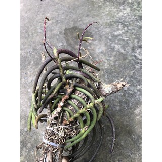Lan sừng trâu rừng