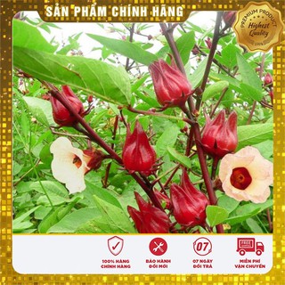 Hạt giống Hoa Atiso đỏ ( Bụt giấm 10 HẠT )
