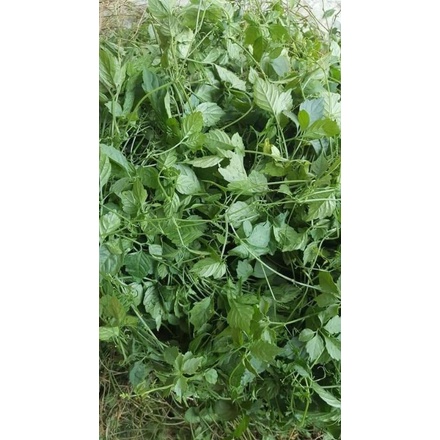1 kg Giảo Cổ Lam hàng chuẩn đẹp loại 1