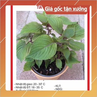 Hạt giống tía tô cao sản 2gr hạt giống