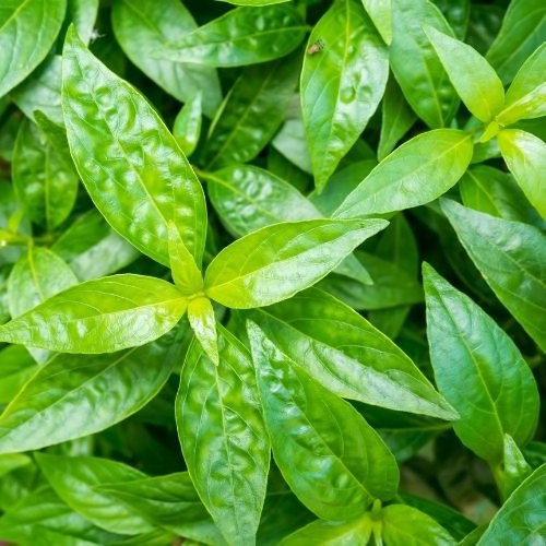 Xuyên Tâm Liên - Thảo dược Làm viên | BigBuy360 - bigbuy360.vn