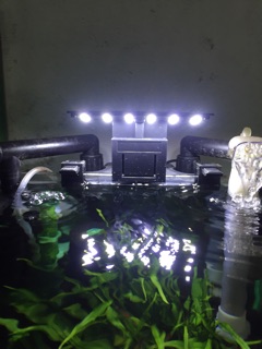  [FREESHIP 99K TOÀN QUỐC] Đèn bể cá mini