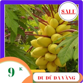 Hạt giống đu đủ da vàng 10 hạt