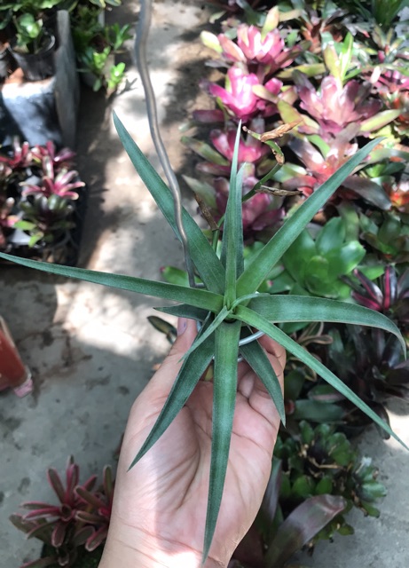 Cây không khí Tillandsia flexuosa