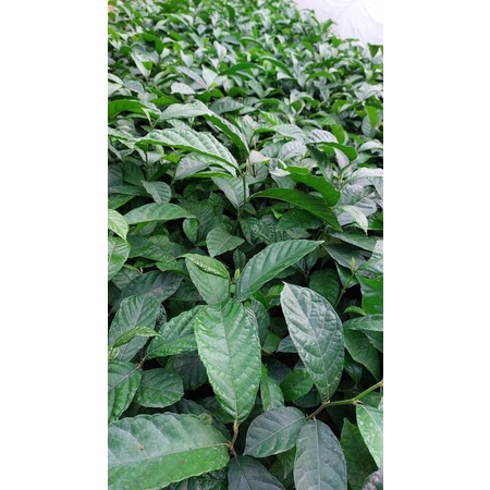 Cây chay giống ruột đỏ