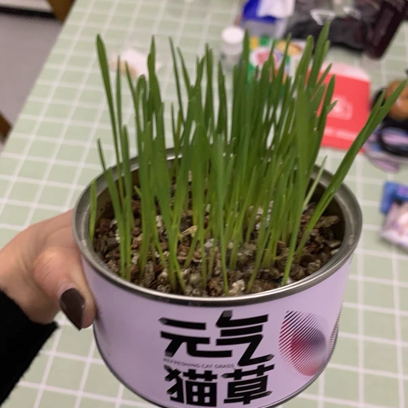 Cỏ Mèo Tươi Tự Trồng PETKIT - Catnip Nhà Trồng