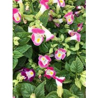Hạt giống hoa mắt nai (hoa tô liên/ torenia) 15 hạt