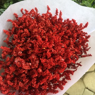 Hoa sao nhuộm màu