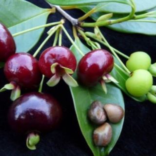 Cây giống cherry Brazil